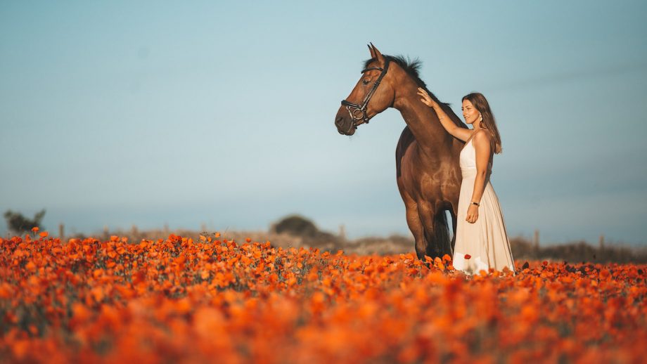 Honouring the Ride: Remembrance Day and the Equestrian Community