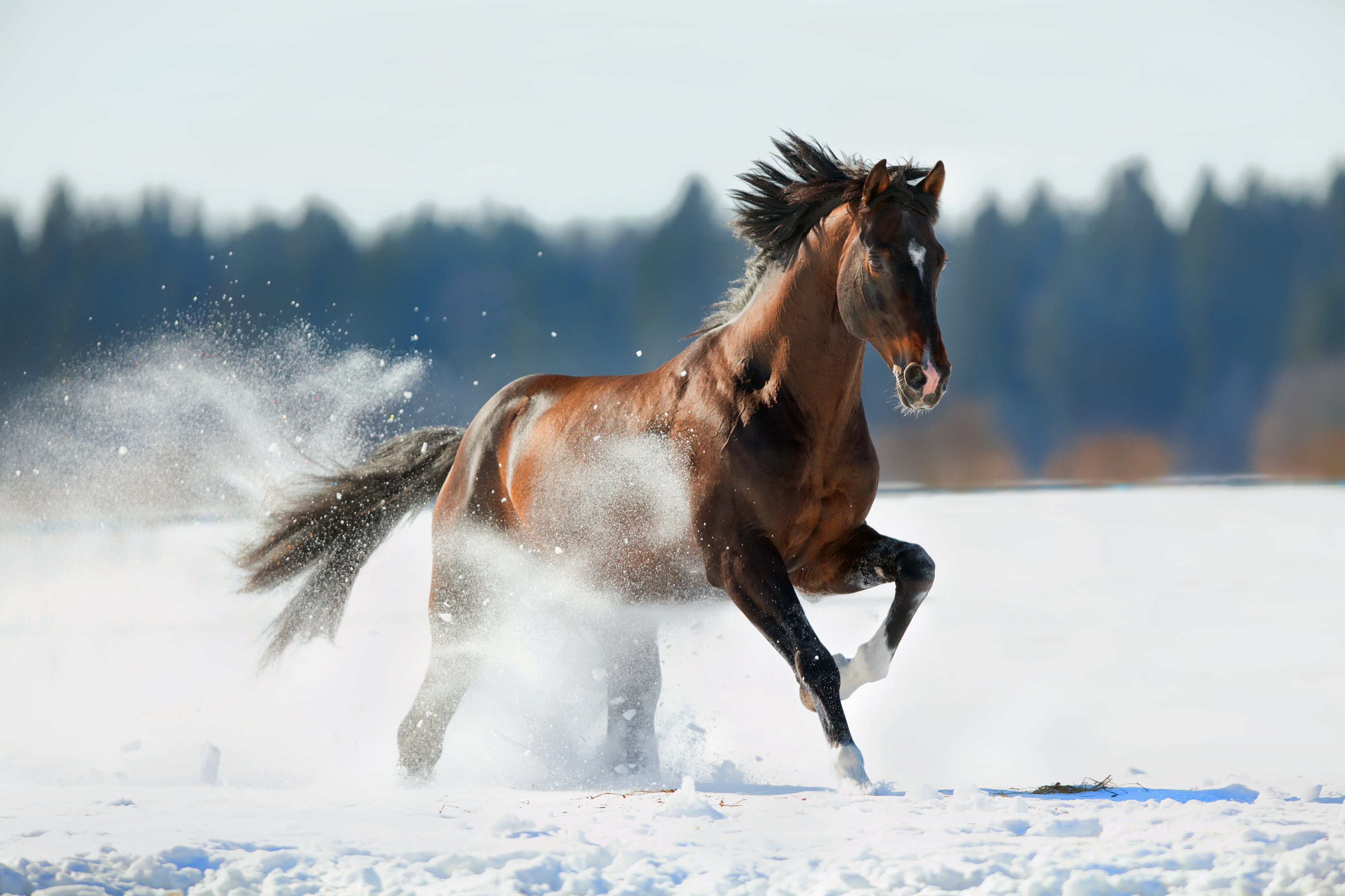 Why Winter Is the Perfect Time for Major Saddle Maintenance