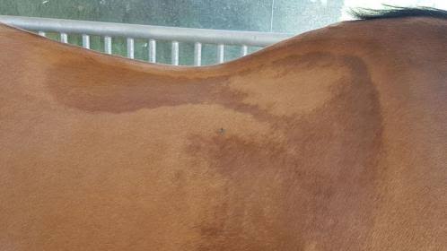 Don't Let Sweat Fool You: What Sweat Marks Really Tell You About Saddle Fit