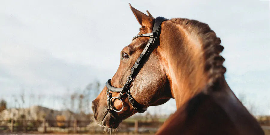 Used Like New PresTeq Anatomical FaySport Bridle - Full