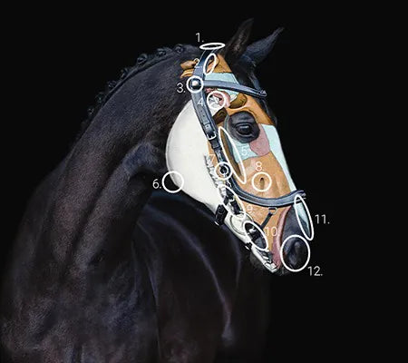 Used Like New PresTeq Anatomical FaySport Bridle - Full
