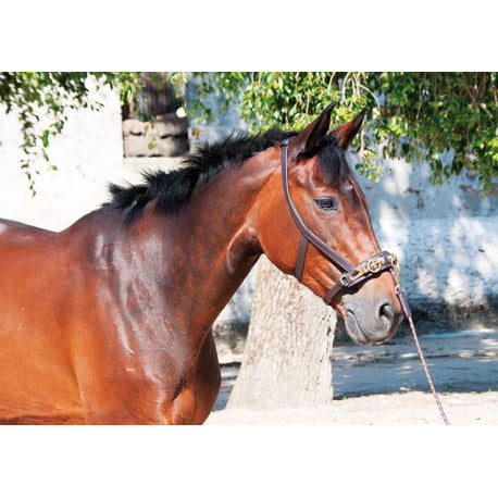 Used TdeT Full Size Lunging Cavesson